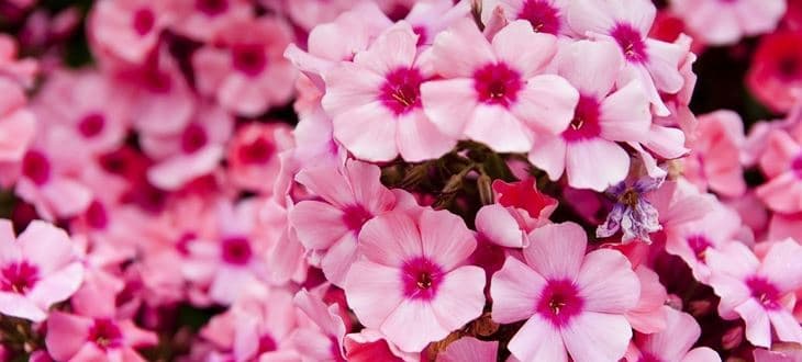 IL VAGITO ROSA